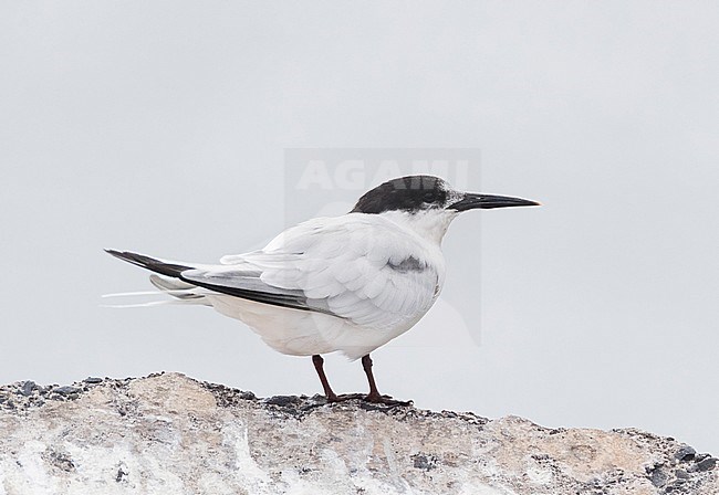 Roseate Tern (Sterna dougallii) in late summer on Madeira, Portugal. Adult moulting into winter plumage. stock-image by Agami/Marc Guyt,