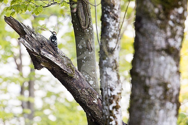 Adult male White-backed Woodpecker (Dendrocopos leucotos leucotos) in mountain forest in Voralberg, Austria. stock-image by Agami/Ralph Martin,