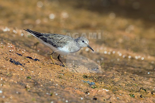 This Stint was along the Nasser Lake shore near Abu Simbel, Egypt. stock-image by Agami/Vincent Legrand,