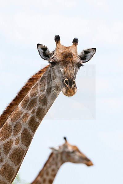 A female southern giraffe, Giraffa camelopardalis, looking at the camera. Savute Marsh, Chobe National Park, Botswana. stock-image by Agami/Sergio Pitamitz,