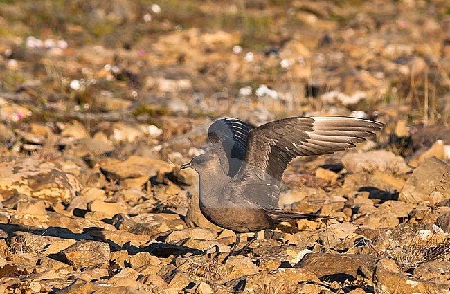 Arctic Jaeger - Schmarotzerraubmöwe - Stercorarius parasiticus, Iceland, adult stock-image by Agami/Ralph Martin,