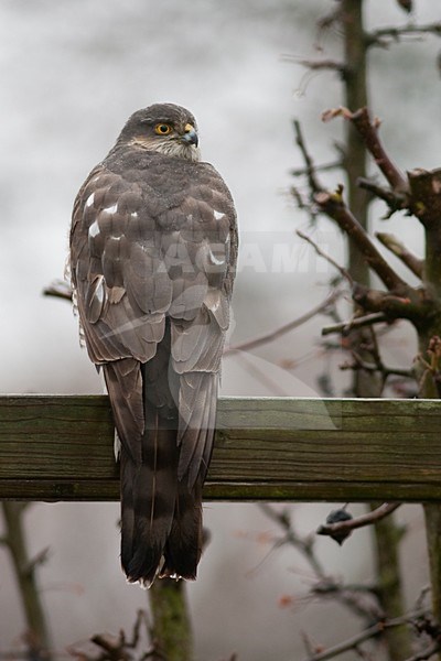 Vrouwtje Sperwer op schutting in tuin; Female Eurasian Sparrowhawk perched on fench in garden stock-image by Agami/Arnold Meijer,