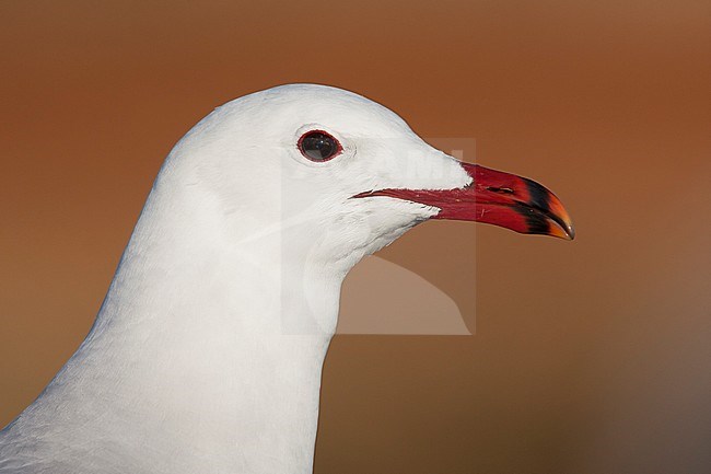 Audouins Meeuw, Audouin's Gull; Ichthyaetus audouinii, Spain (Mallorca), adult stock-image by Agami/Ralph Martin,