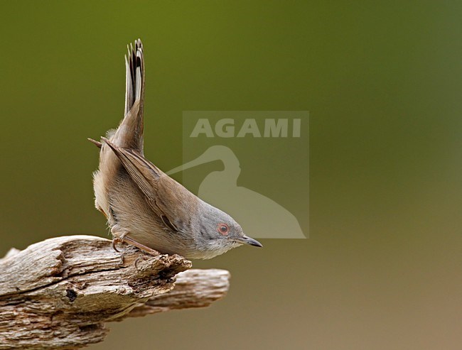 Vrouwtje Kleine Zwartkop; Female Sardinian Warbler stock-image by Agami/Markus Varesvuo,