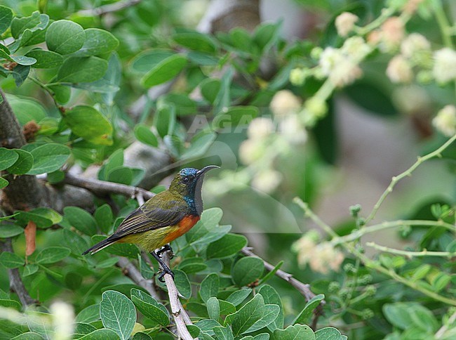 Male Flame-breasted Sunbird (Cinnyris solaris solaris) sitting on top of a low green bush on the Lesser Sunda island of Flores, Indonesia. stock-image by Agami/James Eaton,