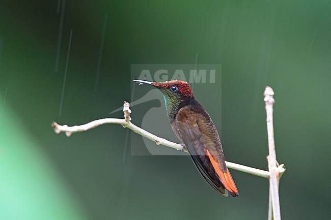 Rode Kolibrie zittend op tak tijdens regenbui Tobago, Ruby topaz Hummingbird perched on branch during rainshower Tobago stock-image by Agami/Wil Leurs,