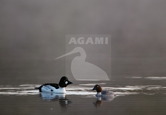 Paartje Brilduikers; Pair of Common Goldeneyes stock-image by Agami/Markus Varesvuo,