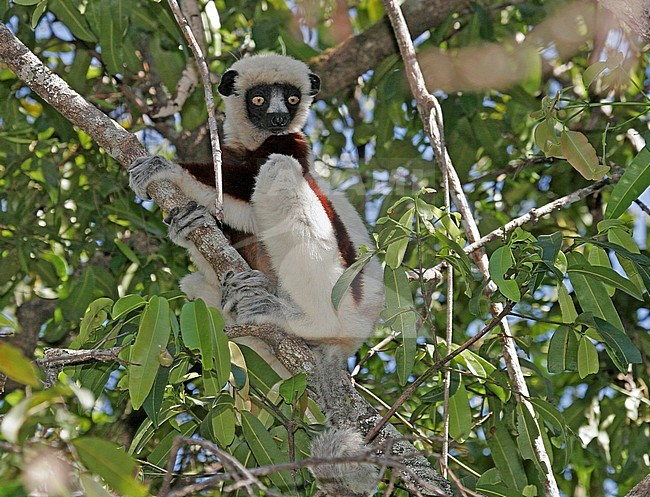 Endangered Coquerel's sifaka (Propithecus coquereli) resting in a tree in northern Madagascar. stock-image by Agami/Pete Morris,