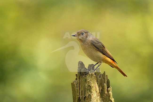 gekraagde roodstaart vrouw zittend op boomstronk;	Common redstart female sitting on pearch;	Gartenrotschwanz	;	Phoenicurus phoenicurus stock-image by Agami/Walter Soestbergen,