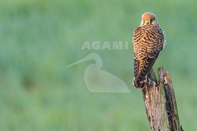 Common Kestrel - Turmfalke - Falco tinnunculus ssp. tinnunculus, Spain (Andalucia), 2nd cy. stock-image by Agami/Ralph Martin,