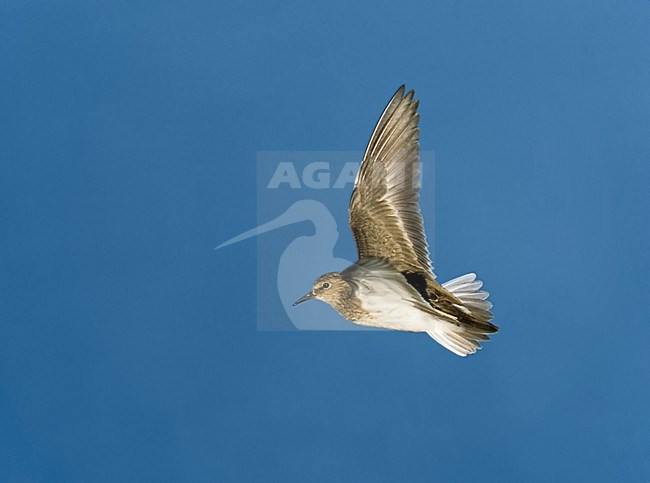 Temmincks Strandloper, Temminck's Stint, Calidris temminckii stock-image by Agami/Tomi Muukkonen,