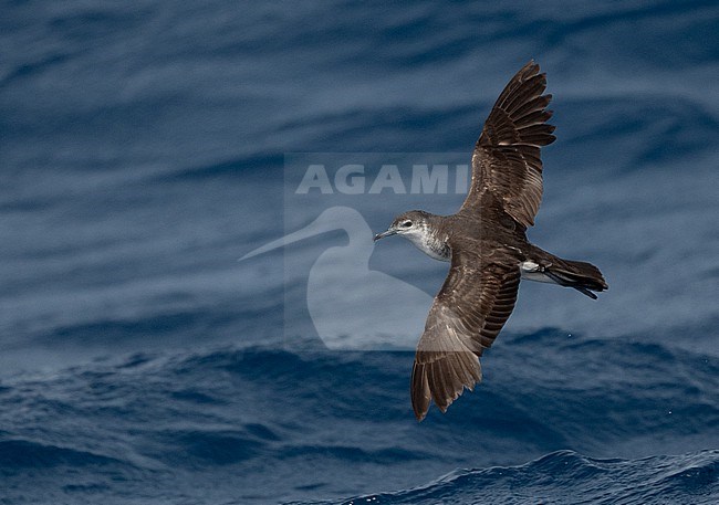 Boyd's Shearwater (Puffinus boydi) is an endemic breeding bird. A recent split and part of the 'little and audubon's shearwater complex'. stock-image by Agami/Eduard Sangster,