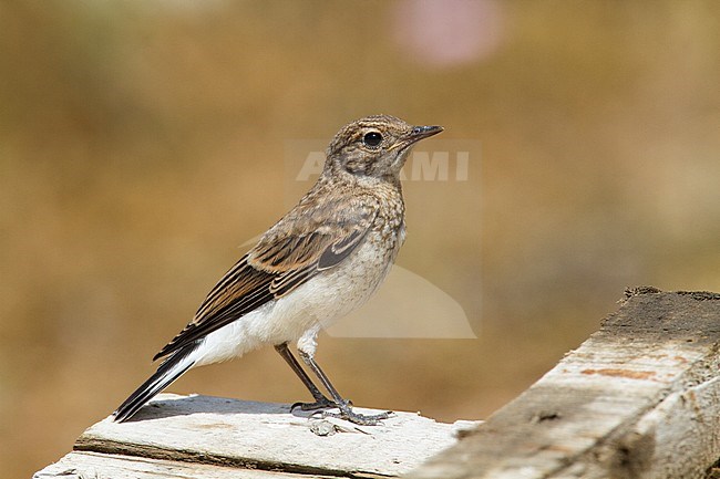 Juvenile Finsch's Wheatear (Oenanthe Finschii) in Northern Iran stock-image by Agami/Edwin Winkel,