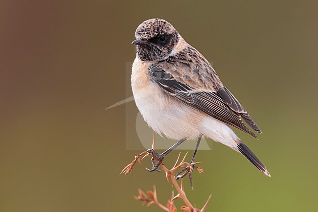 Kaspische Roodborsttapuit, Caspian Stonechat stock-image by Agami/Daniele Occhiato,