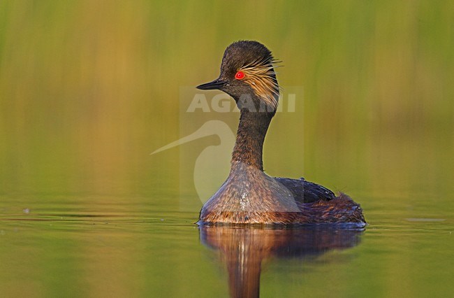 Geoorde Fuut volwassen zomerkleed zwemmend,Black-necked Grebe adult summerplumage swimming stock-image by Agami/Menno van Duijn,