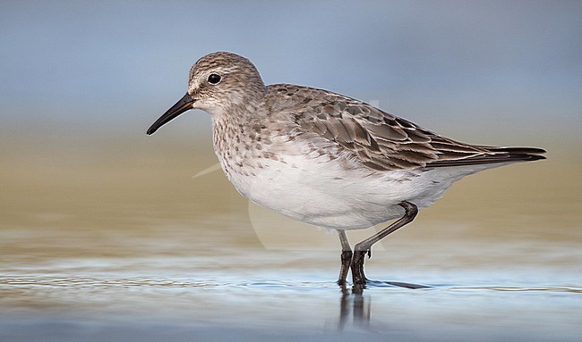 Adult White-rumped Sandpiper (Calidris fuscicollis), with extensive moult to winter plumage, wading on Plymouth Beach in Massachusetts, United States. stock-image by Agami/Ian Davies,