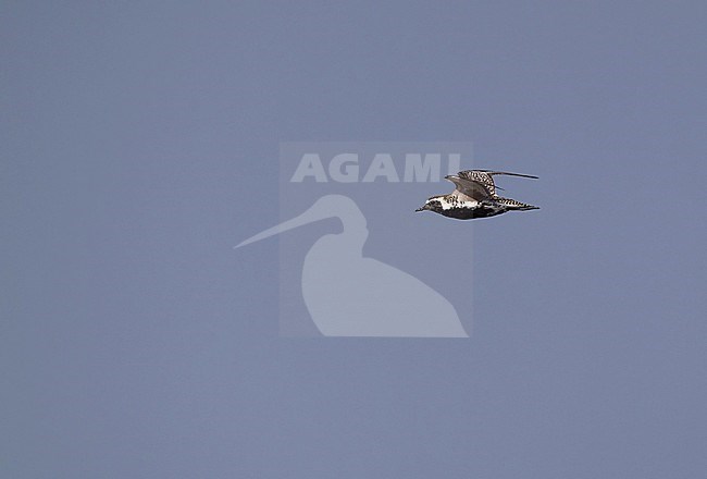 Flying adult Pacific Golden Plover (Pluvialis fulva) during spring migration at Khok Kham in central Thailand. stock-image by Agami/Helge Sorensen,