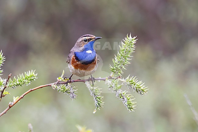 Bluethroats, Luscinia svecica are amongst the favorite songbirds for many people. Their great colors and nice song are of course the reason for this. stock-image by Agami/Jacob Garvelink,