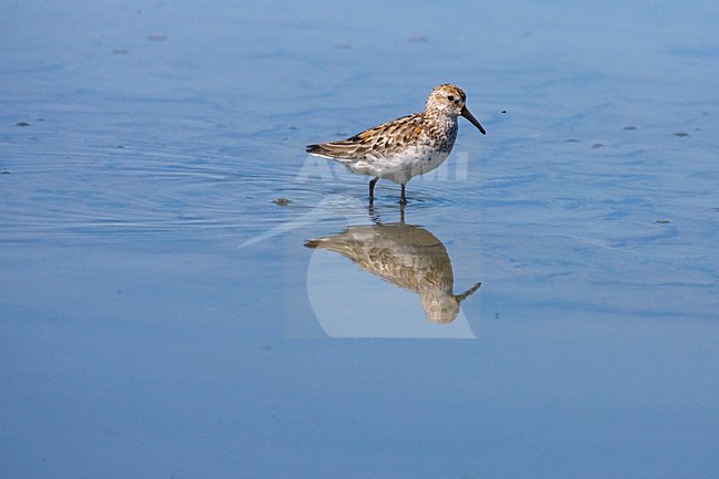 Alaskastrandloper adult staand in water; Western Sandpiper adult perched in water stock-image by Agami/Martijn Verdoes,