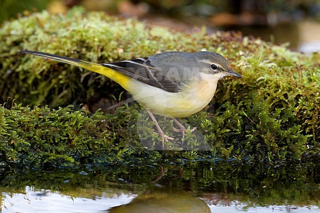 Grote Gele Kwikstaart staand bij water; Grey Wagtail perched near water stock-image by Agami/Daniele Occhiato,