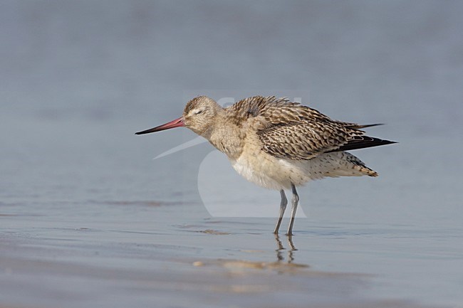 Rosse Grutto veren uitschuddend; Bar-tailed Godwit shaking the feathers stock-image by Agami/Arie Ouwerkerk,