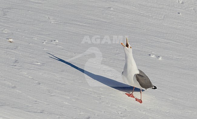 Zilvermeeuw; Herring Gull stock-image by Agami/Markus Varesvuo,