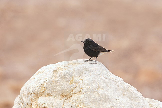 First-winter White-crowned Wheatear (Oenanthe leucopyga) perched on a rock in Israel. stock-image by Agami/Arie Ouwerkerk,