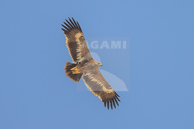 Steppe eagle, Aquila nipalensis, in flight with the sky as background. stock-image by Agami/Sylvain Reyt,