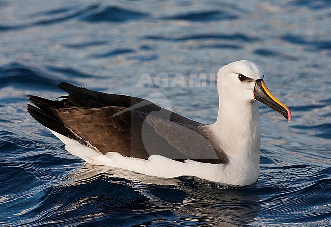 Adult Atlantic Yellow-nosed Albatross (thalassarche chlororhynchos) swimming on the Southern Atlantic Ocean off Tristan da Cunha. stock-image by Agami/Marc Guyt,