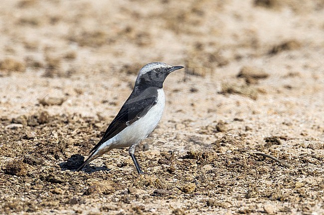 Adult Iranian Mourning Wheatear sitting on the ground in Al Abraq, Kuwait. January 2011. stock-image by Agami/Vincent Legrand,