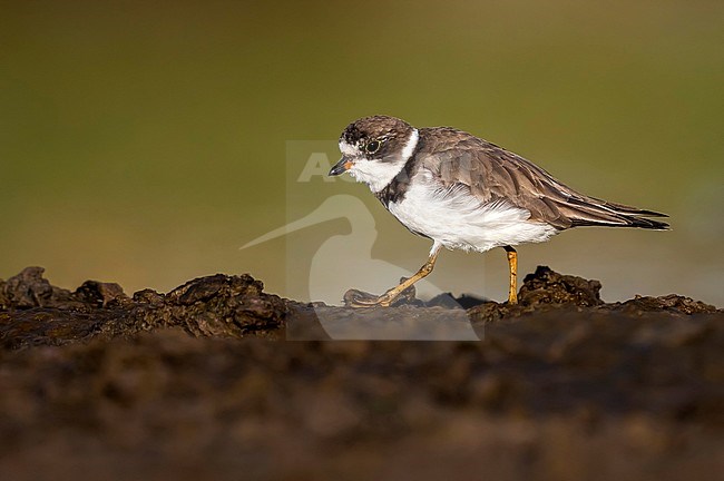 Adult winter Semipalmated Plover walking on mudflat in Cabo da Praia, Terceira, Azores, Portugal. October 3, 2018. stock-image by Agami/Vincent Legrand,