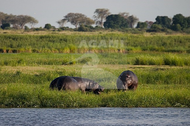 Nijlpaard, Hippo, Hippopotamus amphibius stock-image by Agami/Bas Haasnoot,
