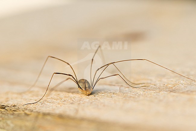 Opilio canestrinii - Apenninenkanker, Germany (Baden-Württemberg) stock-image by Agami/Ralph Martin,