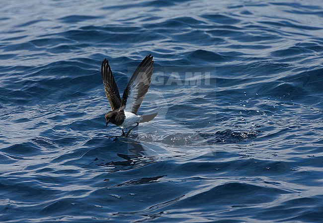 Gough Black-bellied Storm-Petrel (Fregetta tropica melanoleuca) in the Southern Atlantic Ocean, around the Tristan da Cunha and Gough islands. Also called White-bellied Black-bellied Storm Petrel. stock-image by Agami/Marc Guyt,