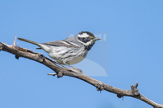 Adult male
Riverside Co., CA
April 2022 stock-image by Agami/Brian E Small,