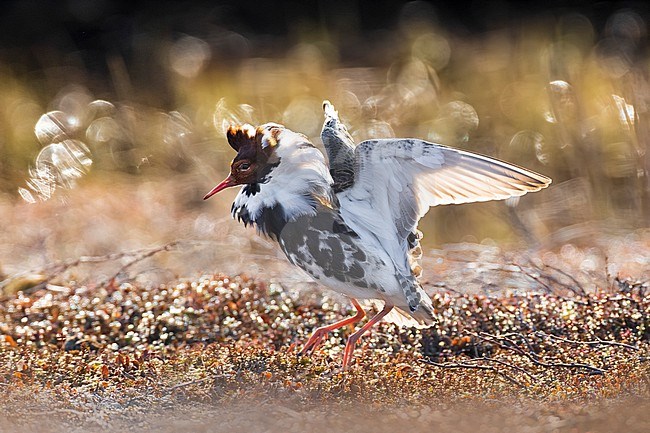 Adult male Ruff (Philomachus pugnax) in Norway. stock-image by Agami/Daniele Occhiato,