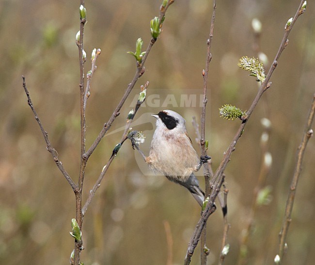 Buidelmees zittend op takje in moeras; Penduline Tit perched on twig in marsh stock-image by Agami/Marc Guyt,