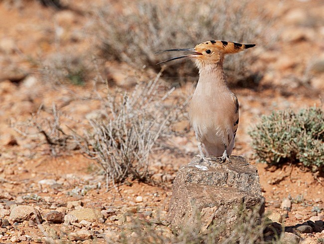 Hop roepend; Eurasian Hoopoe calling stock-image by Agami/Markus Varesvuo,