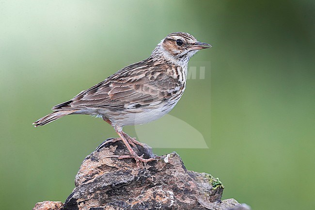 Woodlark (Lullula arborea ssp. pallida) perched on a rock stock-image by Agami/Daniele Occhiato,