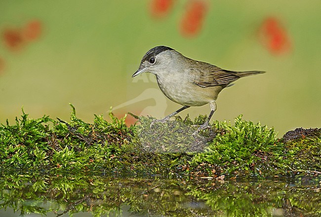 Male Eurasian Blackcap stock-image by Agami/Alain Ghignone,