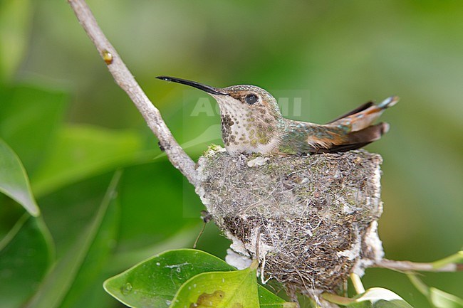 Adult female Allen's hummingbird (Selasphorus sasin) sitting on her nest in Los Angeles Co., California, USA. stock-image by Agami/Brian E Small,