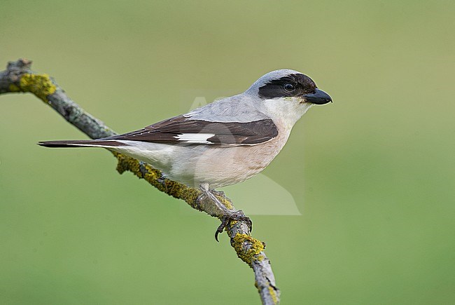 Lesser Grey Shrike (Lanius minor) adult perched stock-image by Agami/Alain Ghignone,