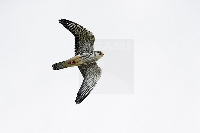 A juvenile male Amur Falcon (Falco amurensis) flying overhead. stock-image by Agami/Mathias Putze,