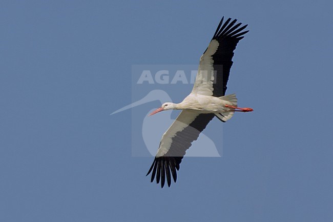 White Stork flying,  Ooievaar vliegend stock-image by Agami/Daniele Occhiato,