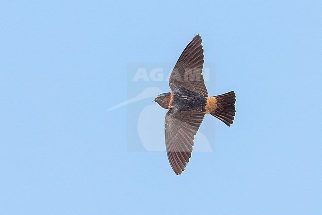 Adult
Galveston Co., TX
April 2022 stock-image by Agami/Brian E Small,