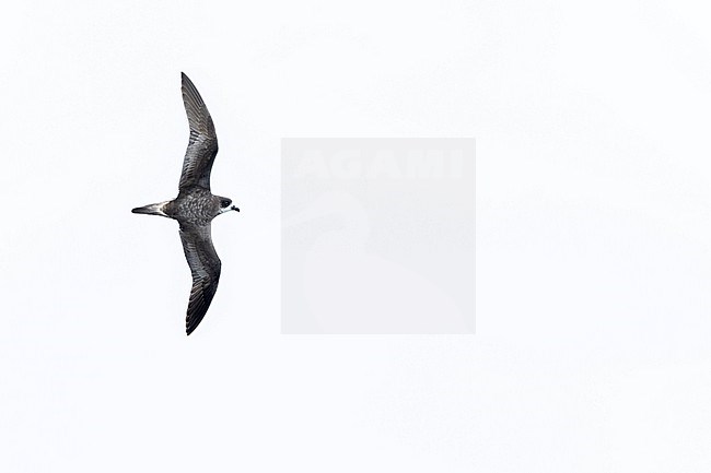 Bermuda Petrel, Pterodroma cahow, off the coast near the colony on Nonsuch island, Bermuda. Bird in flight. stock-image by Agami/Marc Guyt,