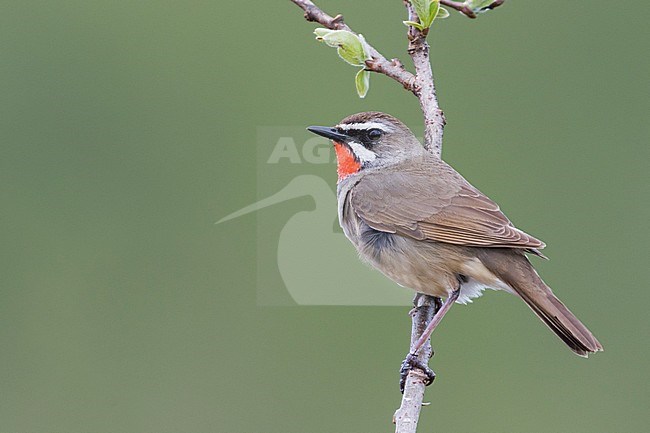 Siberian Rubythroat - Rubinkehlchen - Luscinia calliope, Russia (Ural), adult male stock-image by Agami/Ralph Martin,