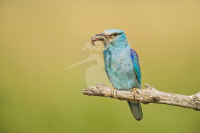 European Roller, Coracias garrulus stock-image by Agami/Alain Ghignone,