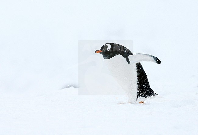 Gentoo Penguin (Pygoscelis papua) walking through the snow in Antarctica stock-image by Agami/Marc Guyt,