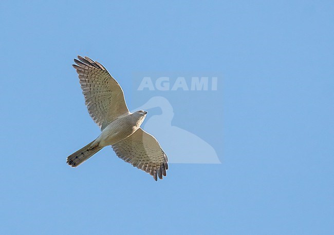 Shikra (Accipiter badius) at Charyn Canyon NP, Kazachstan stock-image by Agami/Eduard Sangster,